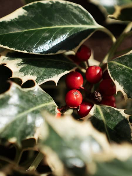 Navidad Esencial - Ramitas de Acebo