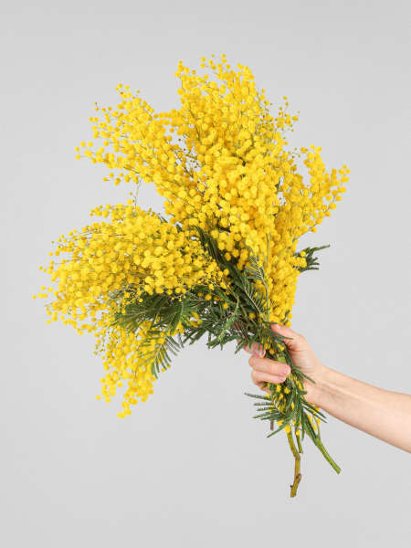 Ramillete de Mimosa