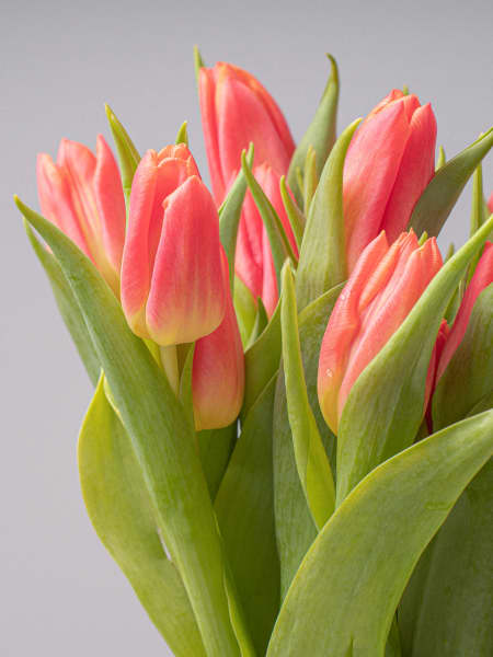 Ramillete de Tulipanes Naranjas