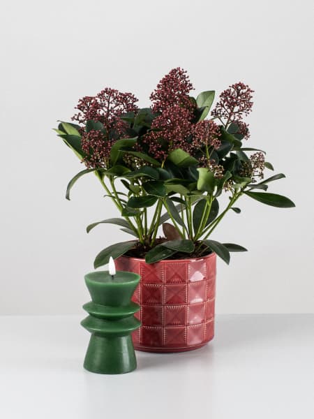 Pack regalo Skimmia 'Invierno escarlata'