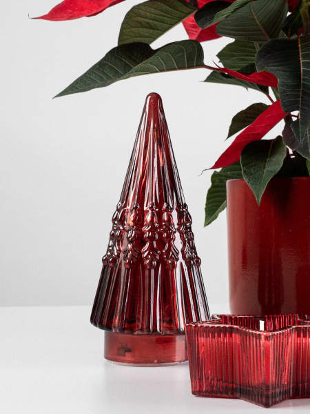 Pack regalo Poinsettia 'Todo al rojo'