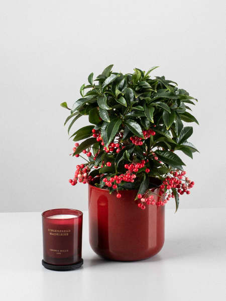 Pack regalo Ardisia 'Rojo especiado'