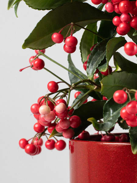 Pack regalo Ardisia 'Rojo especiado'