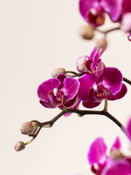 Orquídea Premium Phalaenopsis 'Bellissimo Amore'