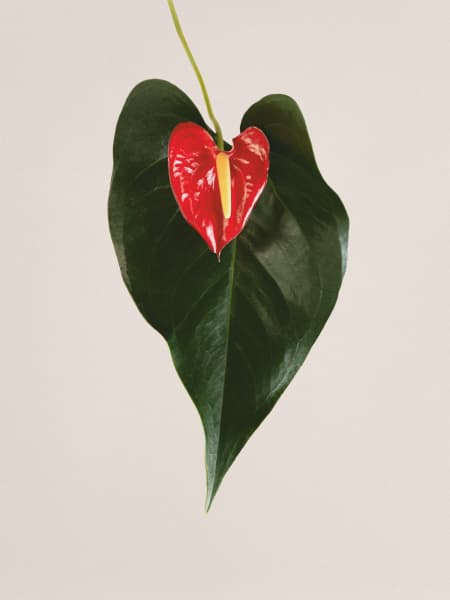 Kokedama San Valentín