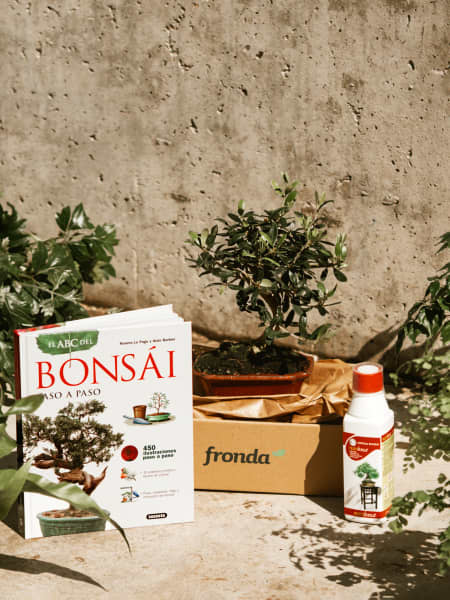 Pack Experiencia Bonsái - Iniciación (Olivo 7 años)