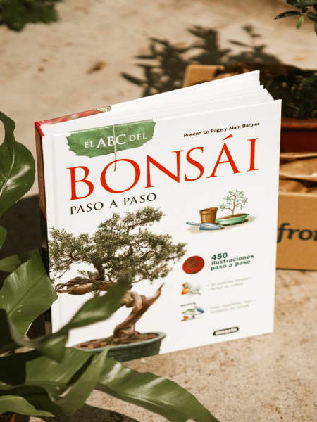 Pack Experiencia Bonsái - Iniciación (Olivo 7 años)