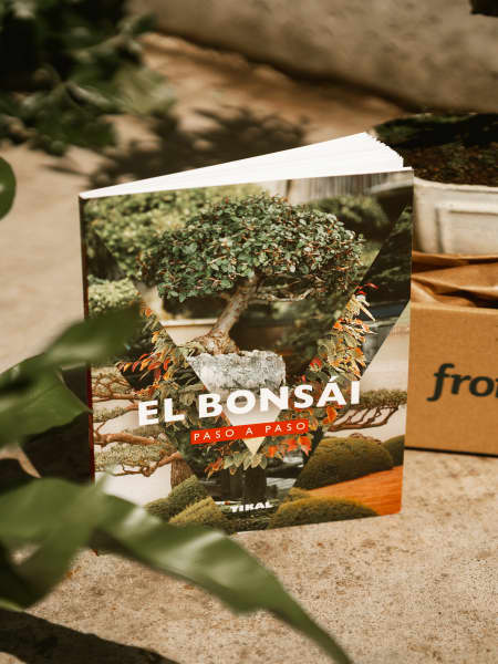 Pack Experiencia Bonsái - Avanzado (Olivo 9 años)