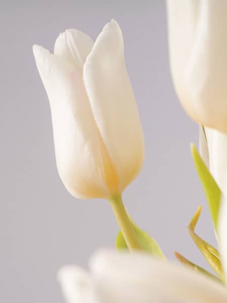 Ramillete de Tulipanes Blancos