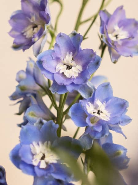 Ramo Primavera Delphinium