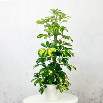 Schefflera 'Gold Capella'