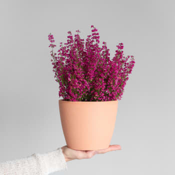 Erica gracilis (Brezo de otoño)