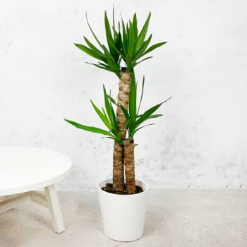 Yucca gigantea