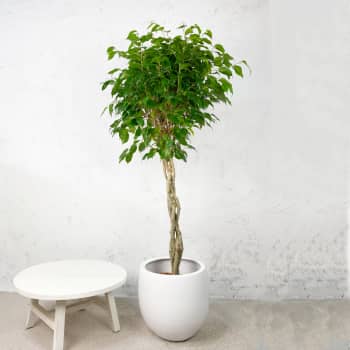 Ficus benjamina 'Exotica'