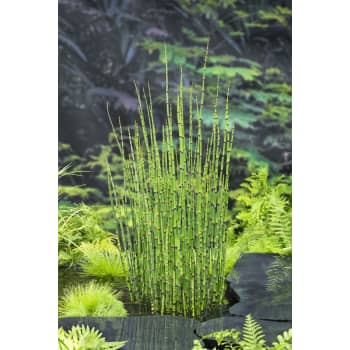 Equisetum japonica - Planta palustre de estanque