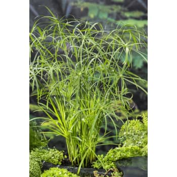 Planta paragüas (cyperus alternifolius) - Planta palustre de estanque