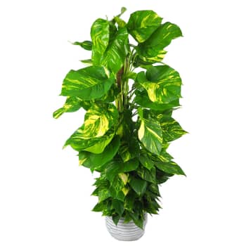 Potho - con tutor (Epipremnum aureum)