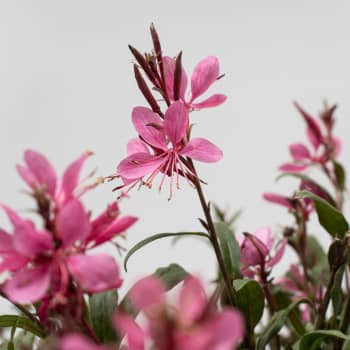 Gaura (Oenothera lindheimeri)
