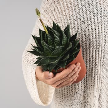 Aloe 'Cosmo'