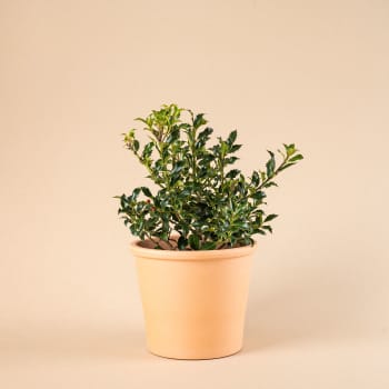 Ilex aquifolium 'Alaska' (Acebo)