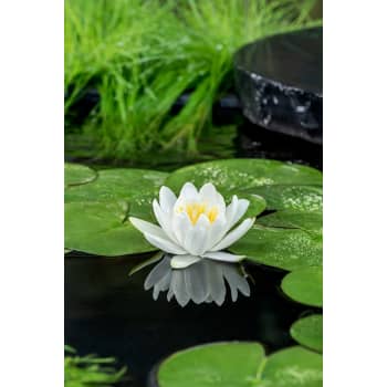 Nenúfar Nymphaea alba gladstonia - Planta aguas profundas de estanque