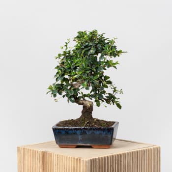 Bonsai Carmona (Ehretia microphylla)