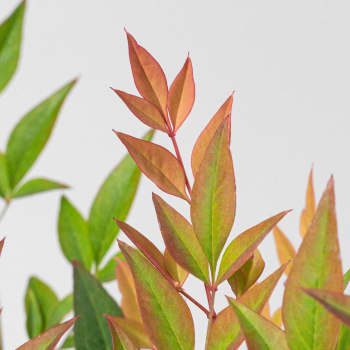 Nandina domestica 'Gulf Stream'