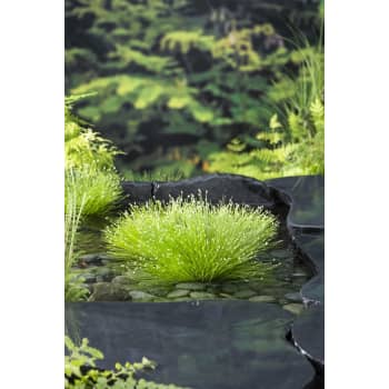 Planta punk (scirpus cernuus) - Planta de orilla de estanque