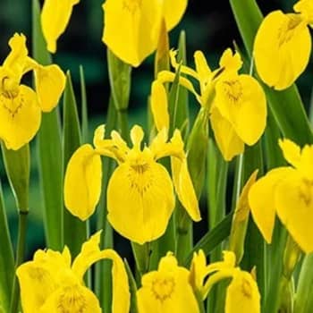 Iris pseudocorus - Planta palustre de estanque