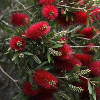 Limpiatubos (callistemon laevis)