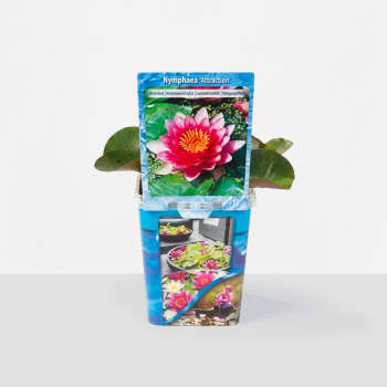 Nenúfar Nymphaea mix - Planta aguas profundas de estanque