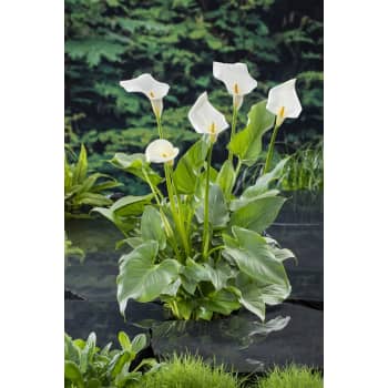 Cala (zantedeschia aethiopica) - Planta palustre de estanque