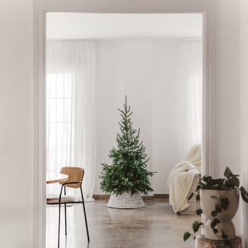 Árbol de Navidad Natural Excelsa (enraizado)