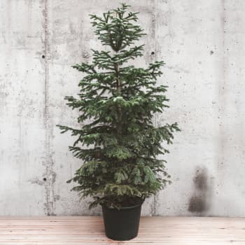 Árbol de Navidad Natural Nordmanniana (enraizado)