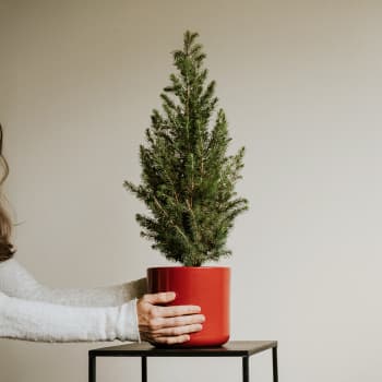 Mini Árbol de Navidad Picea