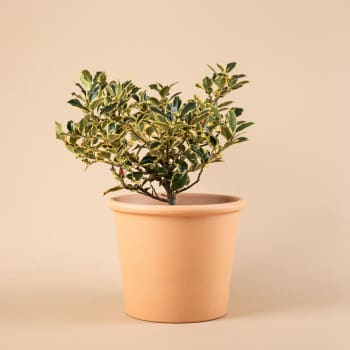 Ilex aquifolium 'Argentea Marginata' (Acebo)