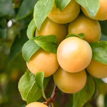Ciruelo (Prunus Domestica)