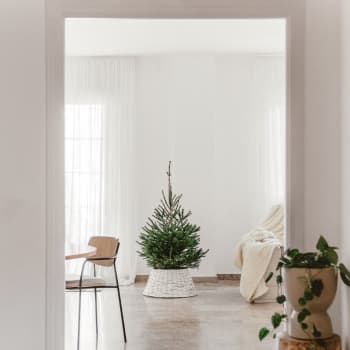 Árbol de Navidad Natural Excelsa (semi-enraizado)