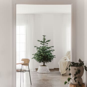 Árbol de Navidad Natural Nordmanniana (enraizado)
