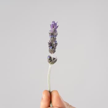 Lavanda dentata 'Candicans' - Planta aromática