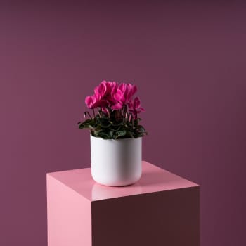 Cyclamen 'Super Serie Allure' rosa
