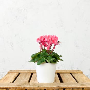 Cyclamen flameado