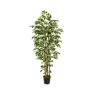 Árbol de Ficus bicolor Artificial