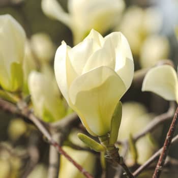 Magnolia 'Yellow Bird'