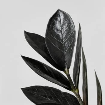 Zamioculcas zamiifolia Negra