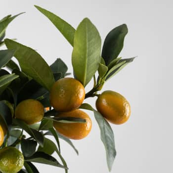 Kumquat (Citrus fortunella)
