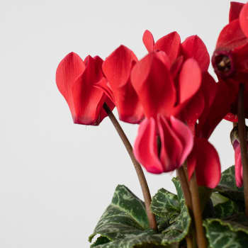 Cyclamen 'Super Serie XL' rojo
