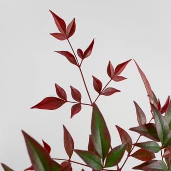 Nandina doméstica 'Obsessed Seika'