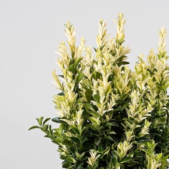Evónimo blanco - Euonymus japonicus 'Paloma Blanca'®