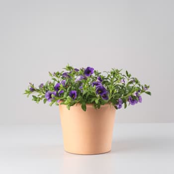 Calibrachoa